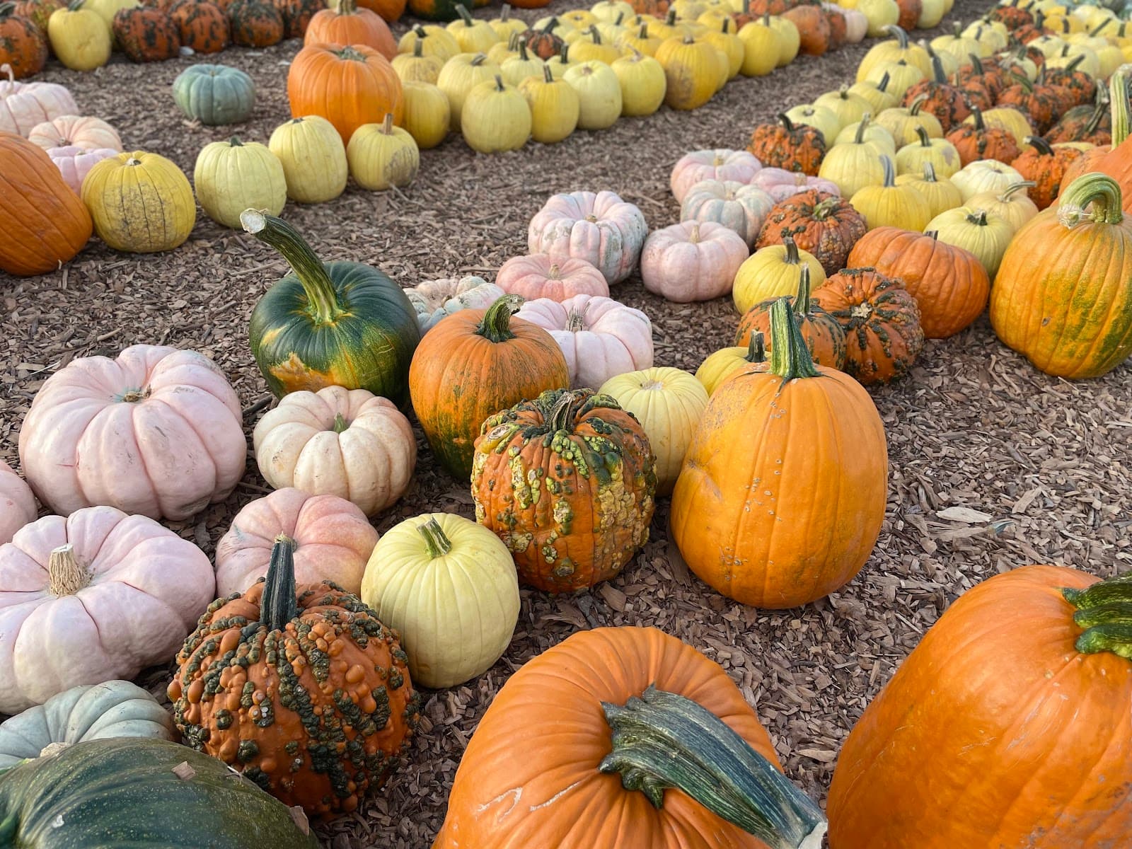 Vierra Farms u-pick farm