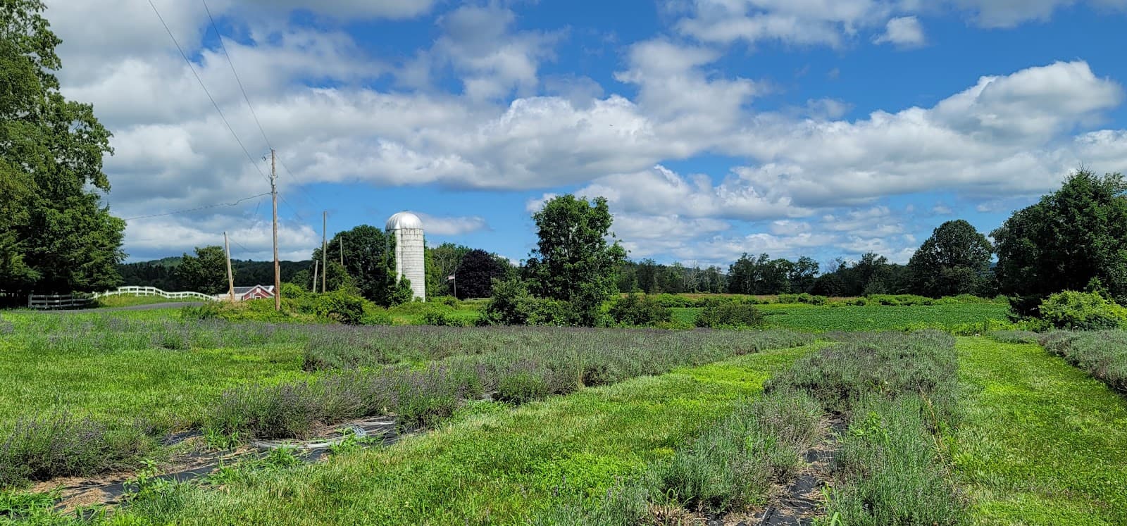 Vine Gate Lavender Floral Farm u-pick farm