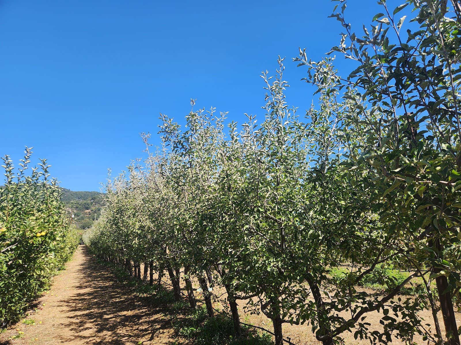 Volcan Valley Apple Farm u-pick farm