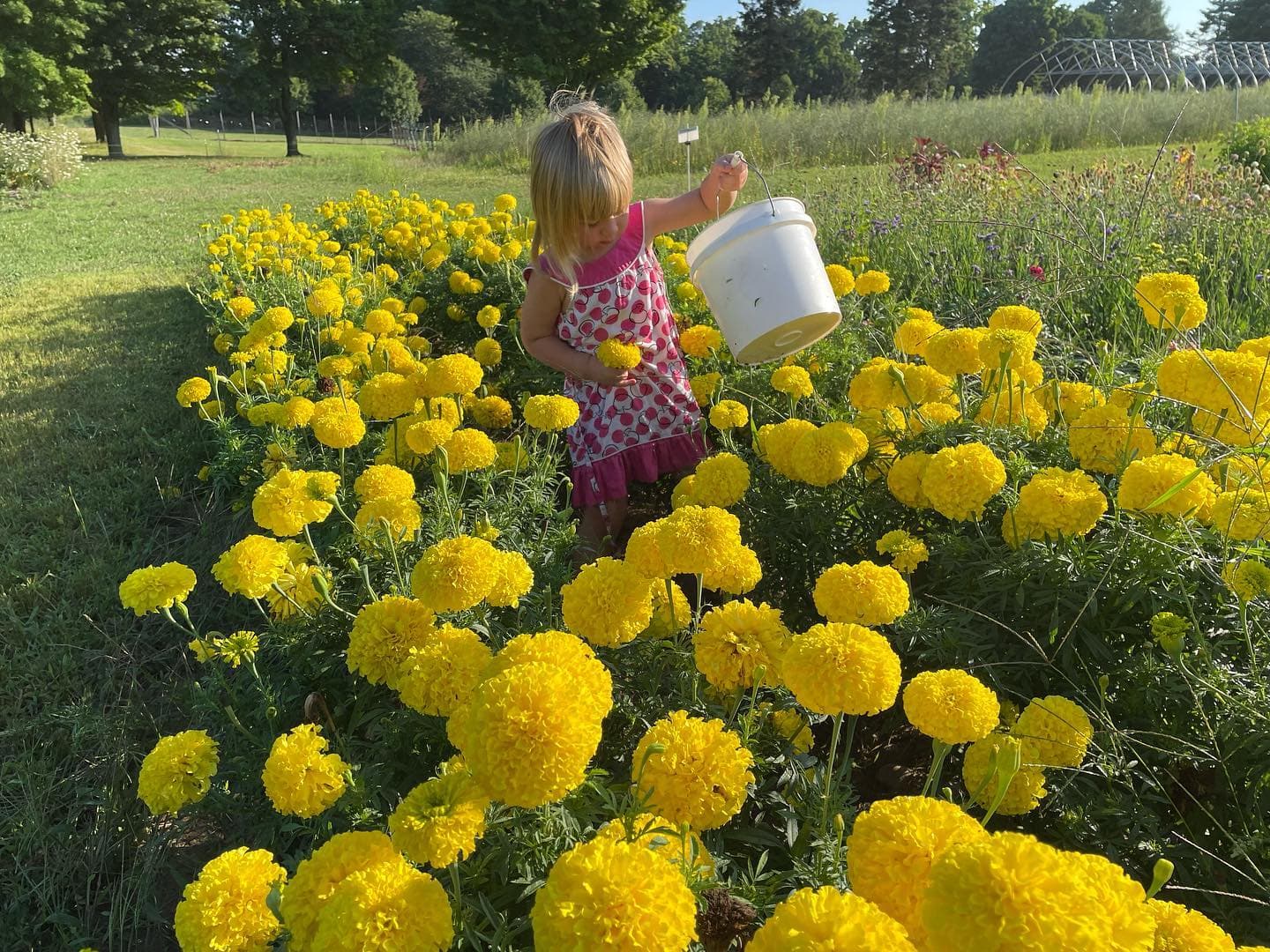 Wild Hill Farm u-pick farm