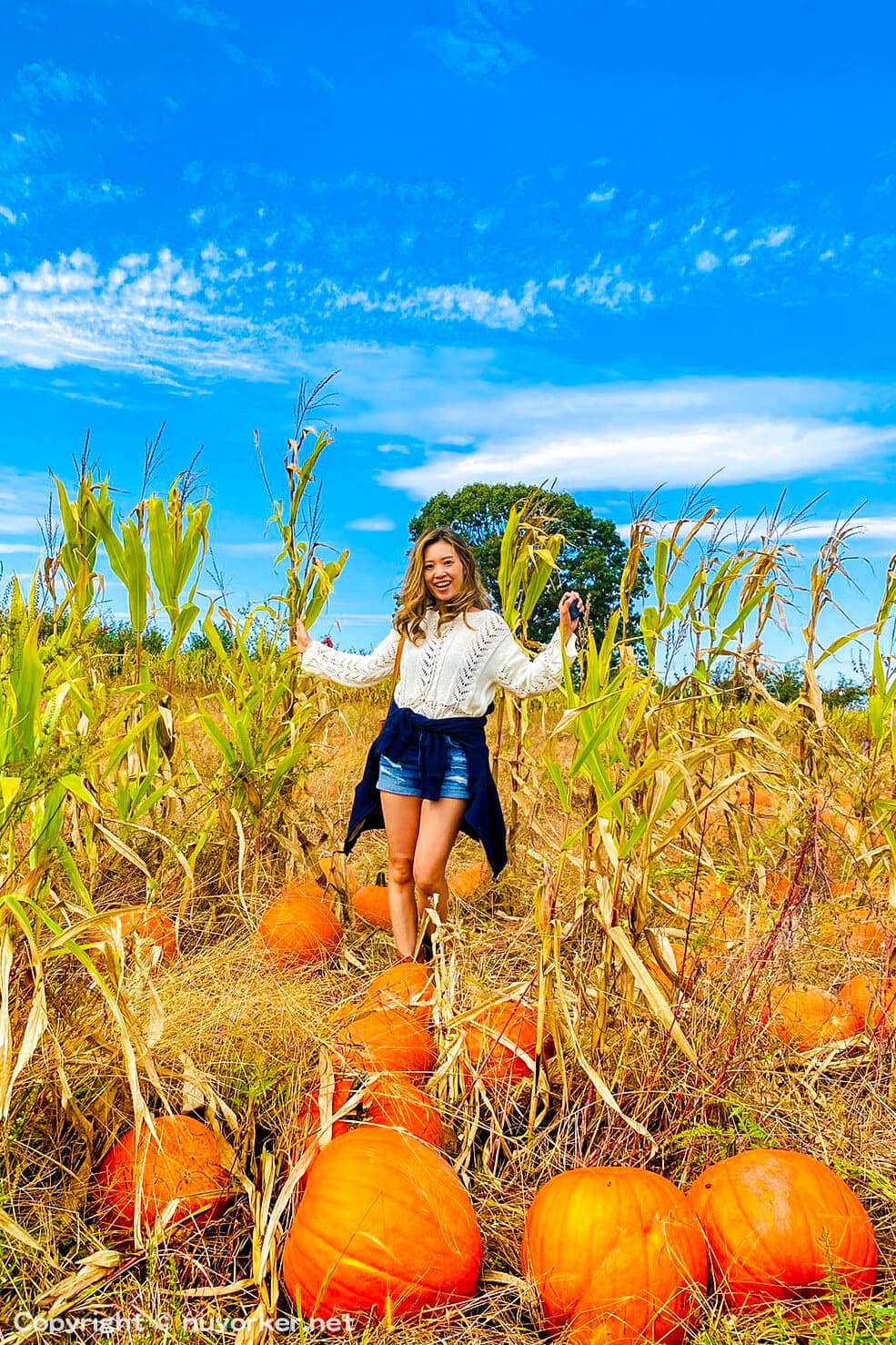 Wilkens Fruit & Fir Farm u-pick farm