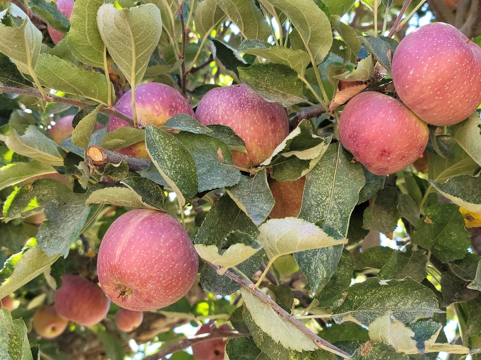 Willowbrook Apple Farm u-pick farm