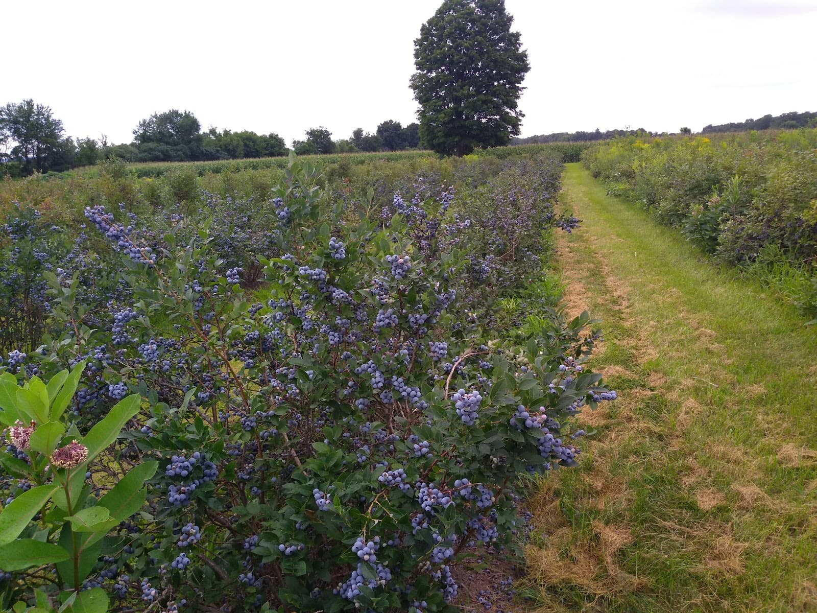 Winney's Farm u-pick farm
