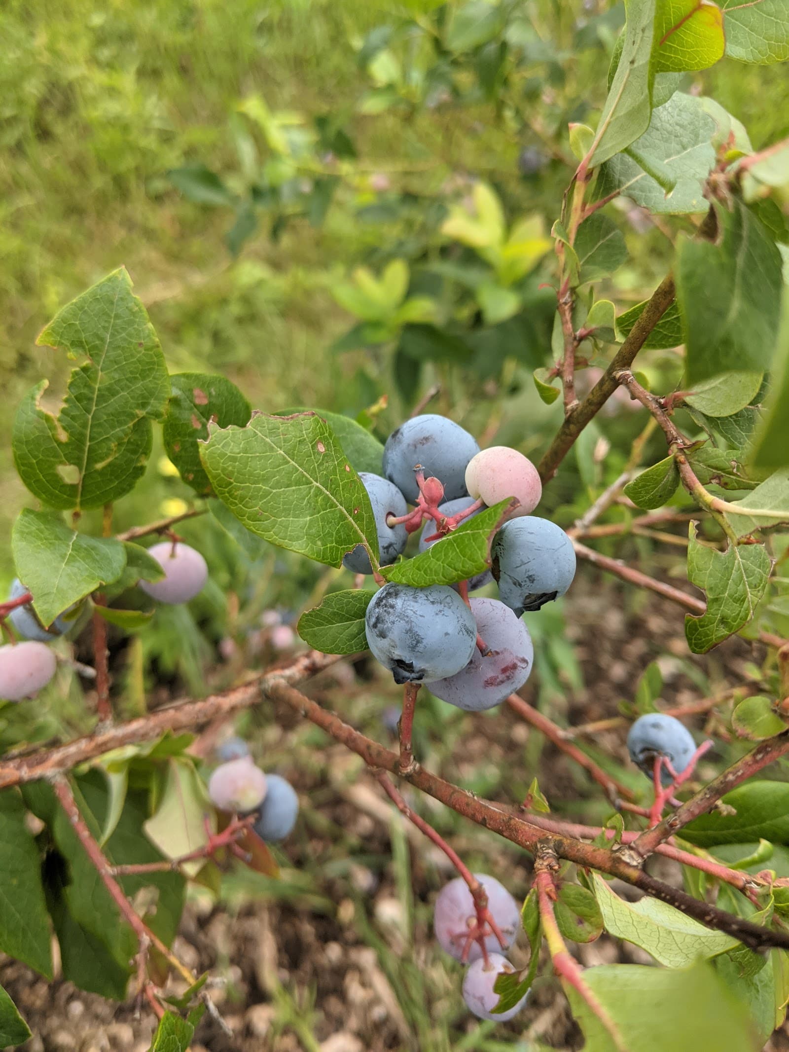 Wolftree Farm u-pick farm