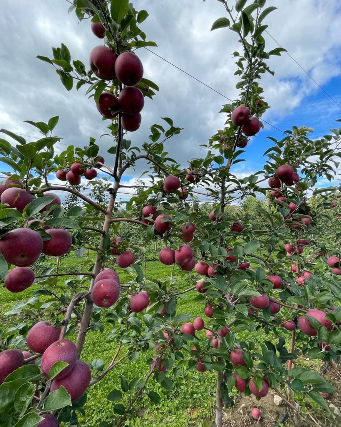 Woznica Orchard u-pick farm