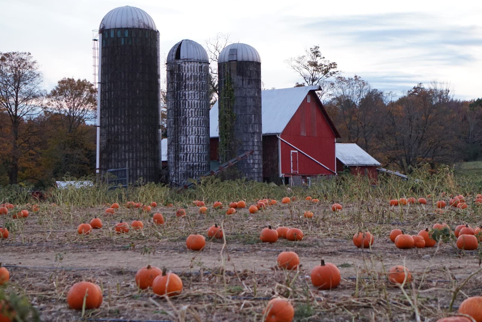 Wright Family Farm u-pick farm