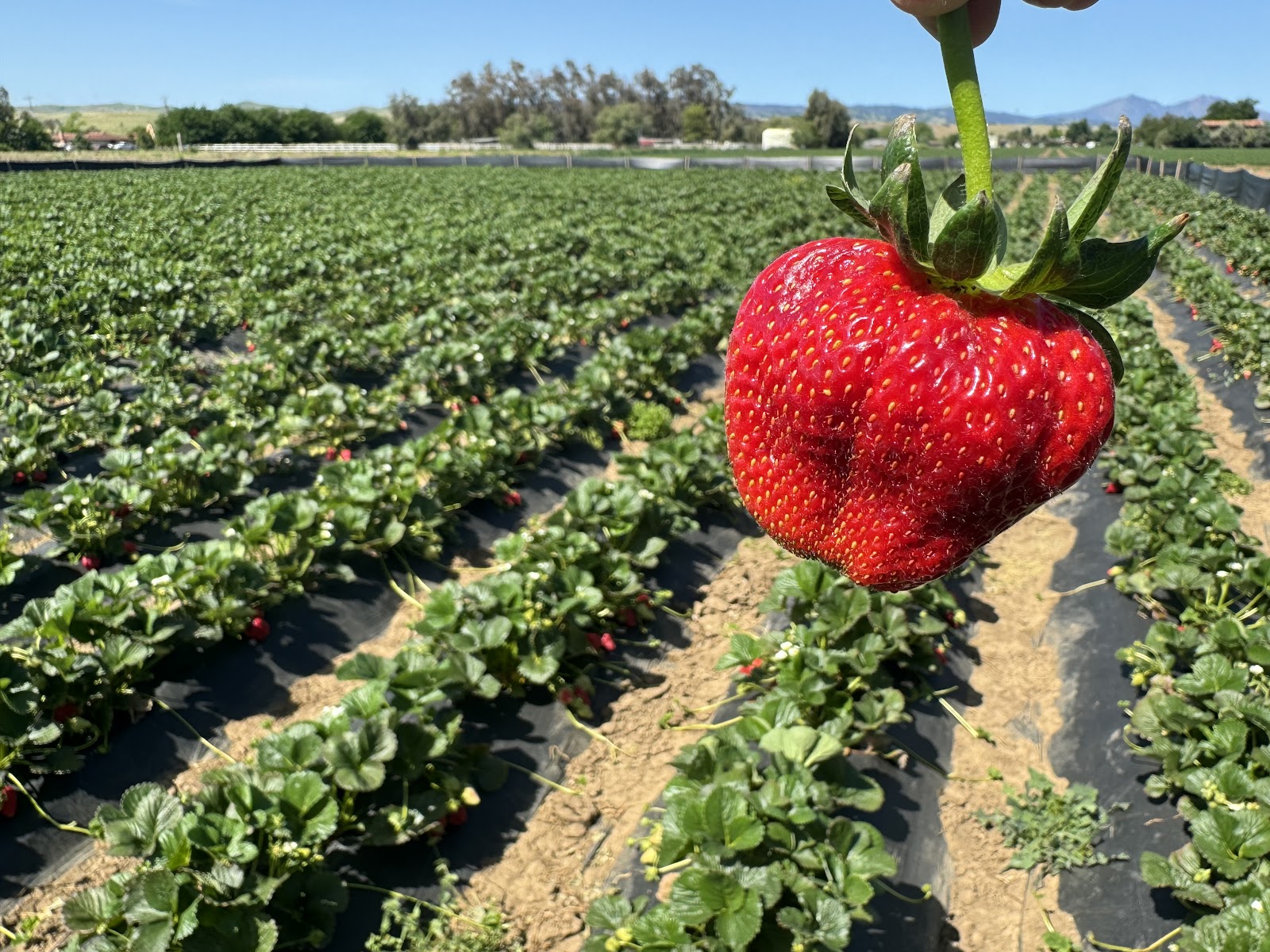 Byron Growers U-Pick — Byron, CA | Crops & Hours